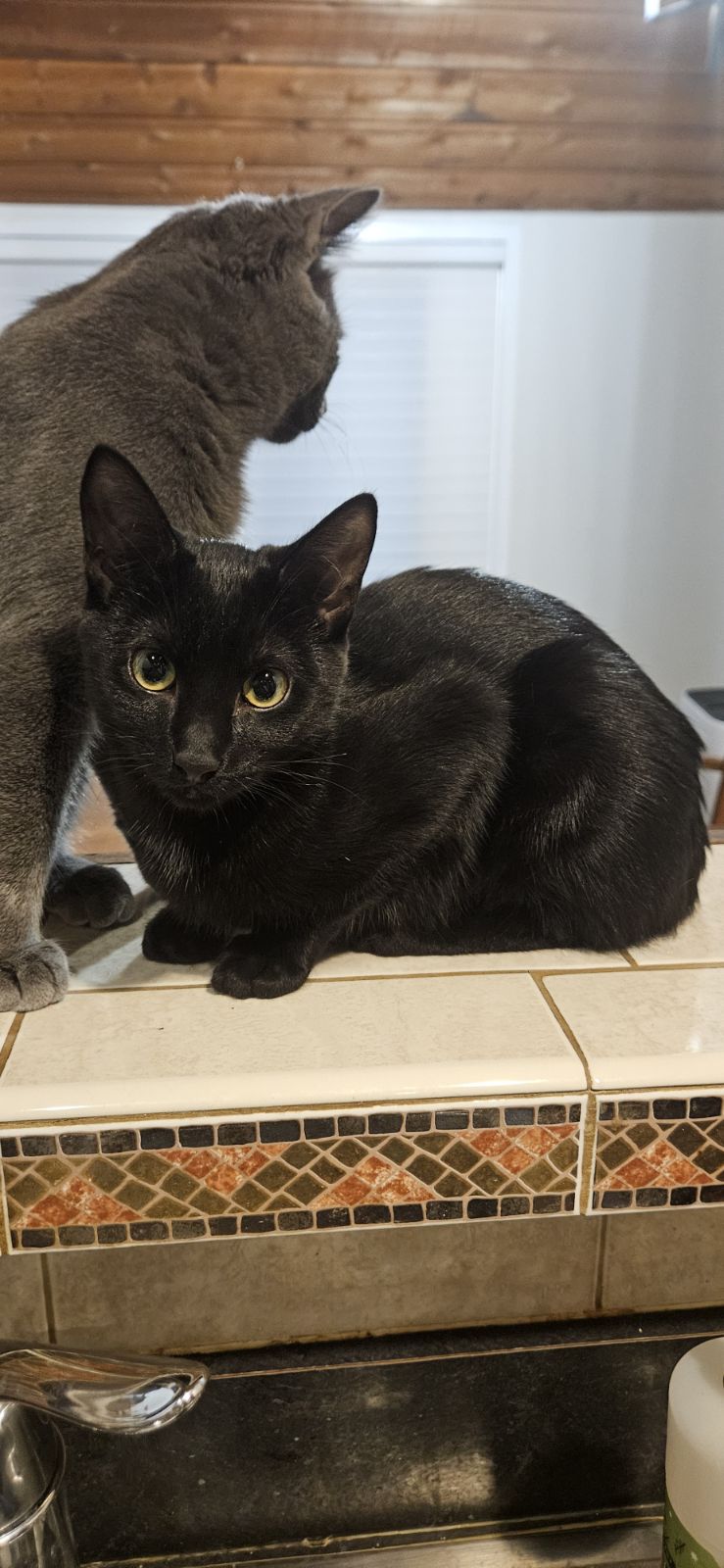 Cat for adoption Binx, a Domestic Short Hair in Syracuse, NY Petfinder