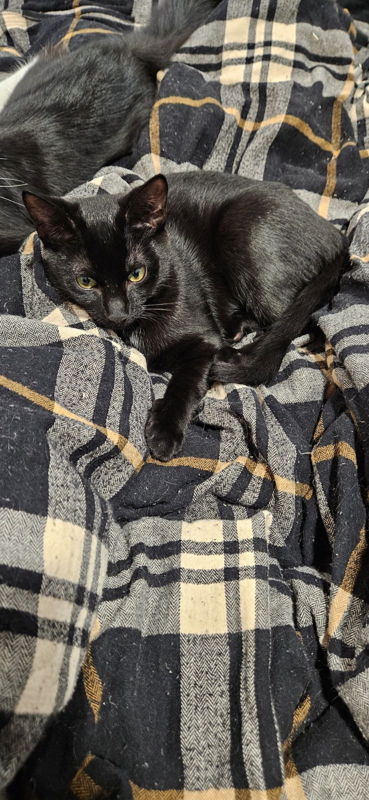 Cat for adoption Binx, a Domestic Short Hair in Syracuse, NY Petfinder