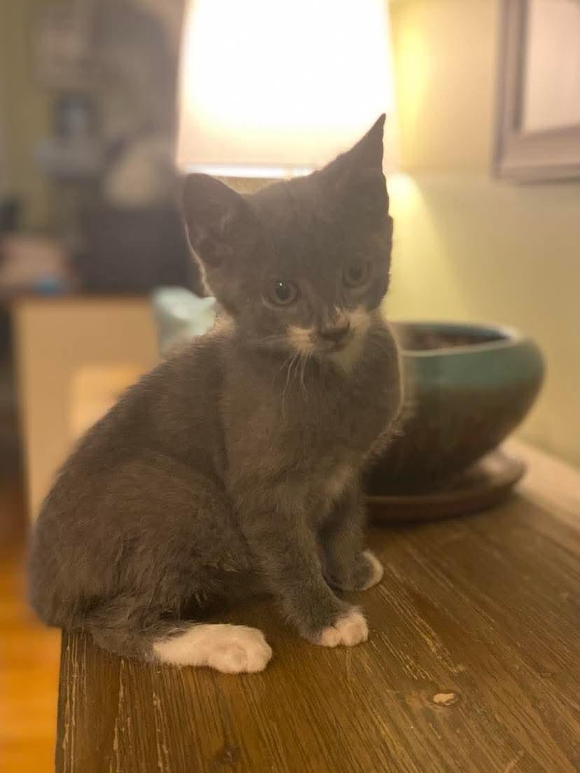 Benito, a Adopted Domestic Short Hair in Oakboro , NC image 1/2