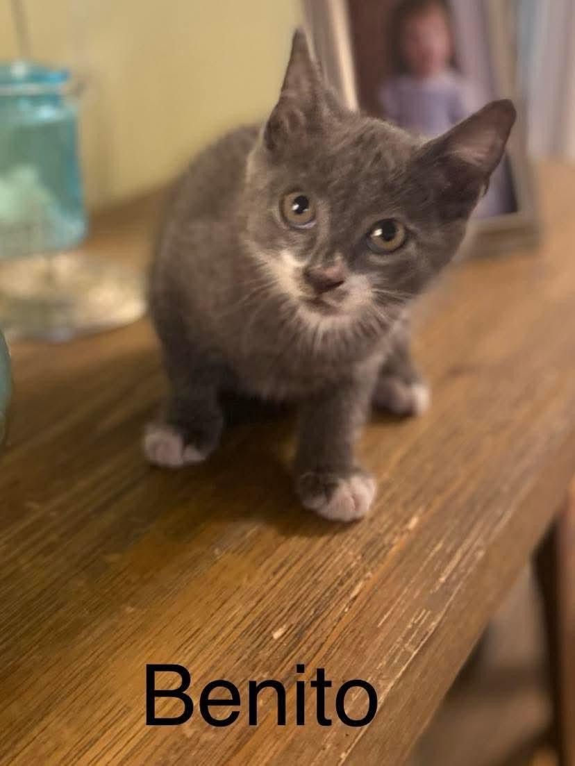 Benito, a Adopted Domestic Short Hair in Oakboro , NC image 2/2