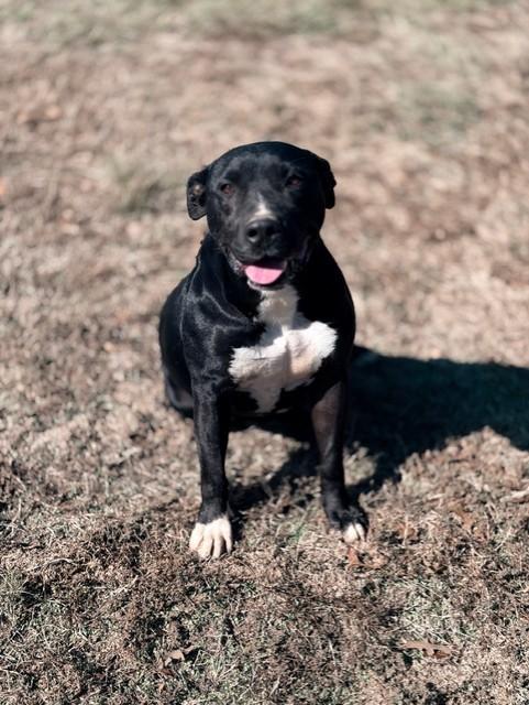 Roscoe, a Adoptable mixed breed in College Station, TX image 2/4