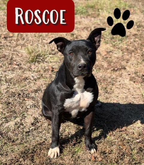 Roscoe, a Adoptable mixed breed in College Station, TX image 1/4