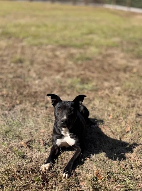 Roscoe, a Adoptable mixed breed in College Station, TX image 3/4