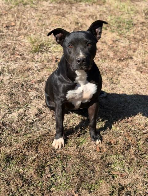 Roscoe, a Adoptable mixed breed in College Station, TX image 4/4