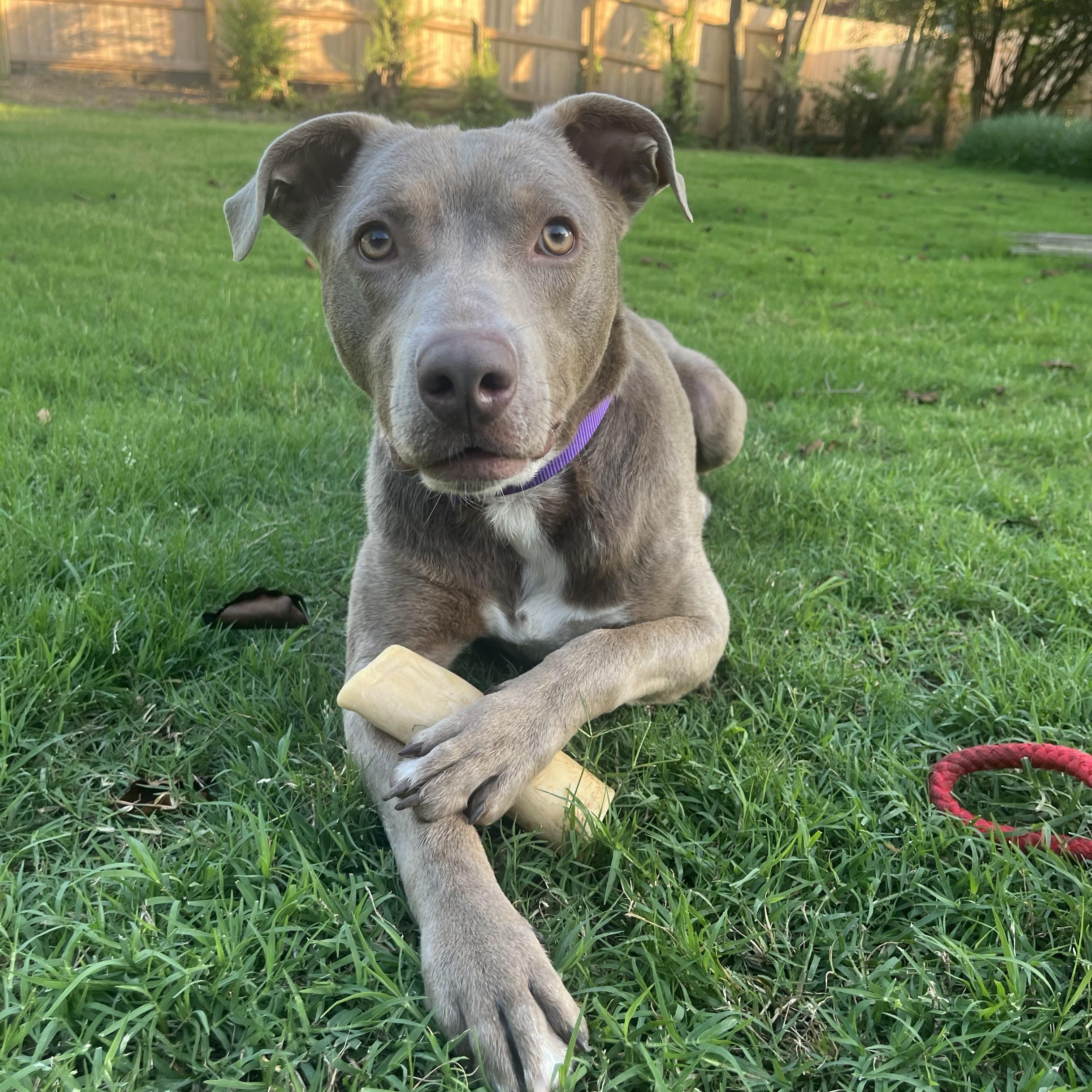 Lucy, Adult Female Labrador Retriever