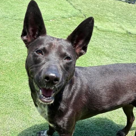 Enlarge Courtney, a Adoptable mixed breed in Buffalo, NY image 3/5