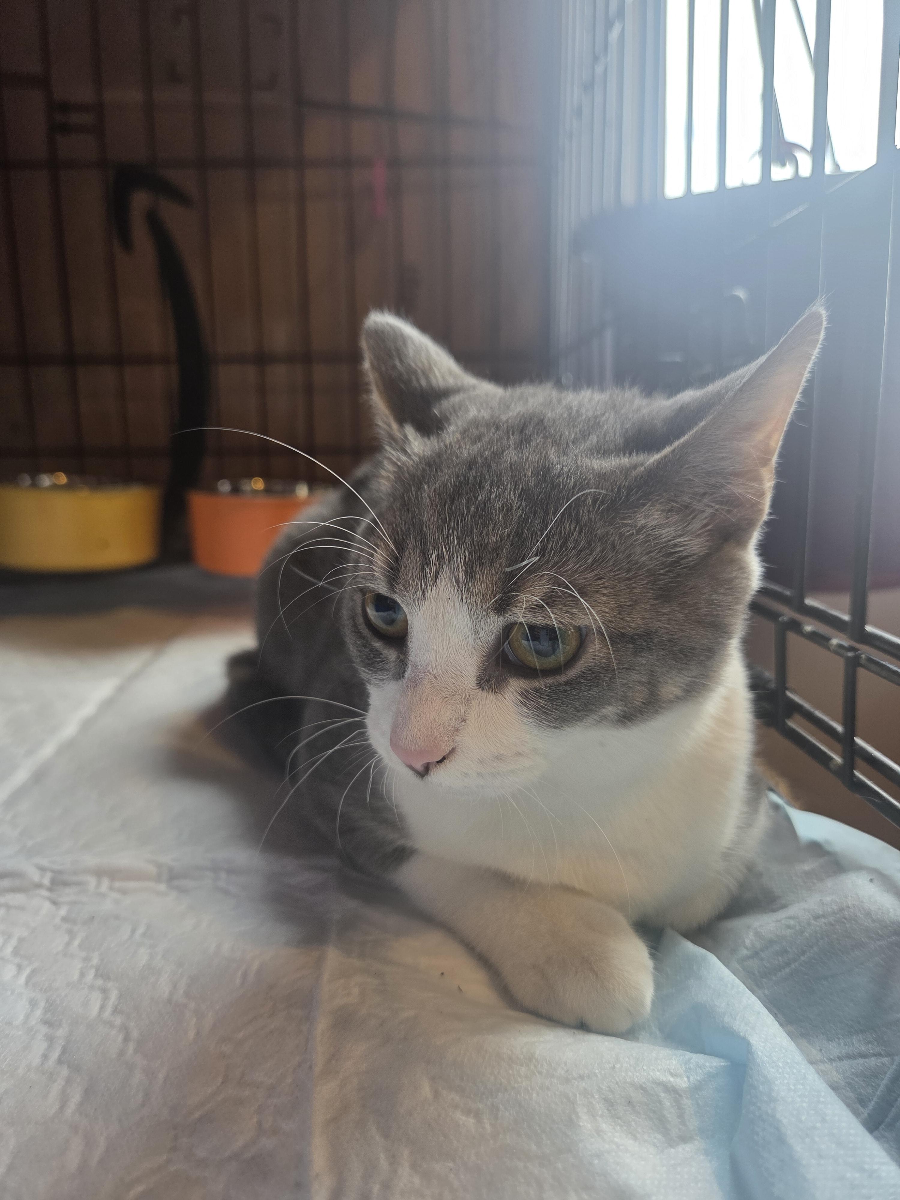 Enlarge Marsha, a Adoptable Domestic Short Hair in New Kensington, PA image 2/4