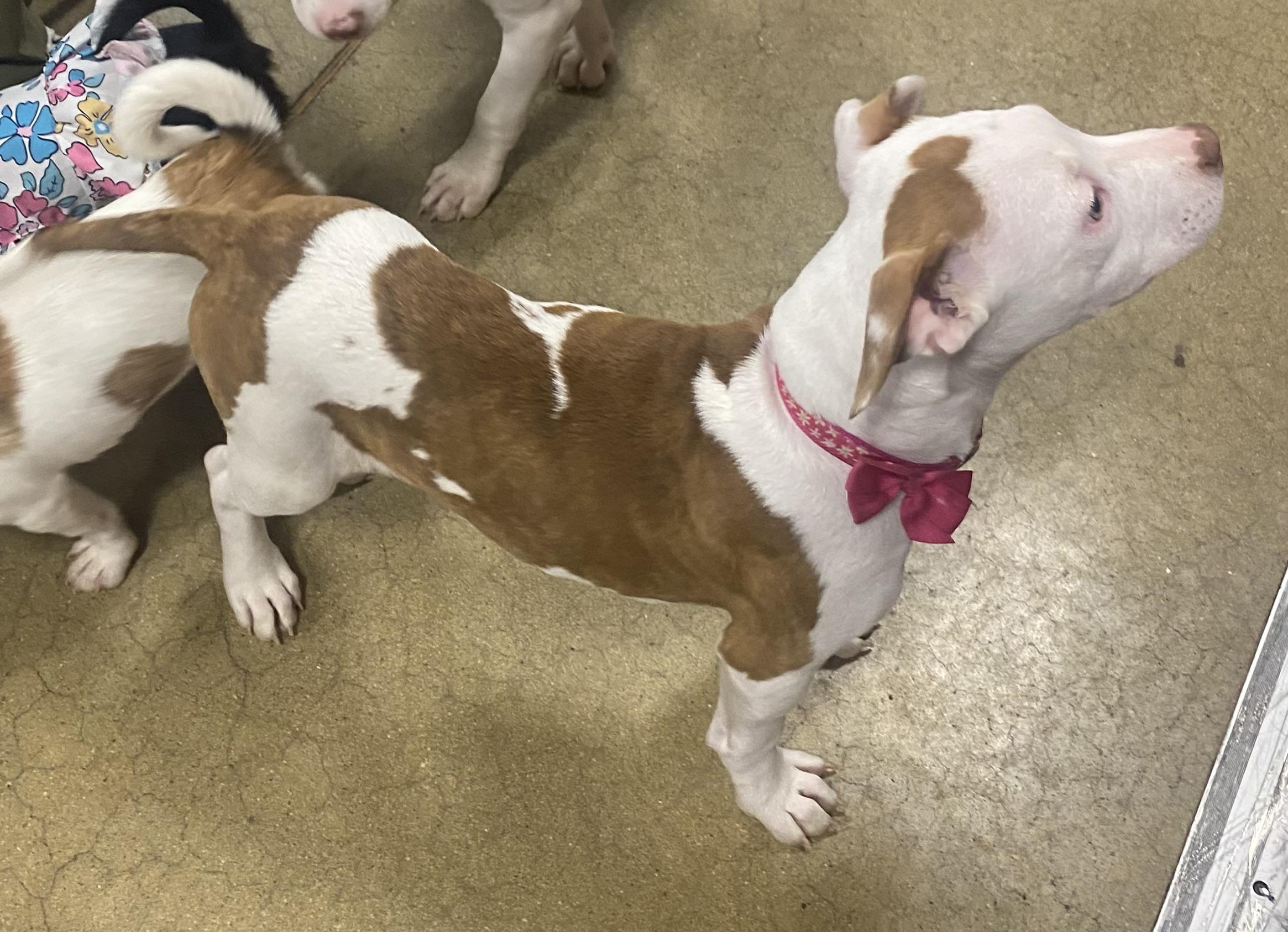 Athena, a ADOPTABLE American Bully in warrenville, SC image 3/4