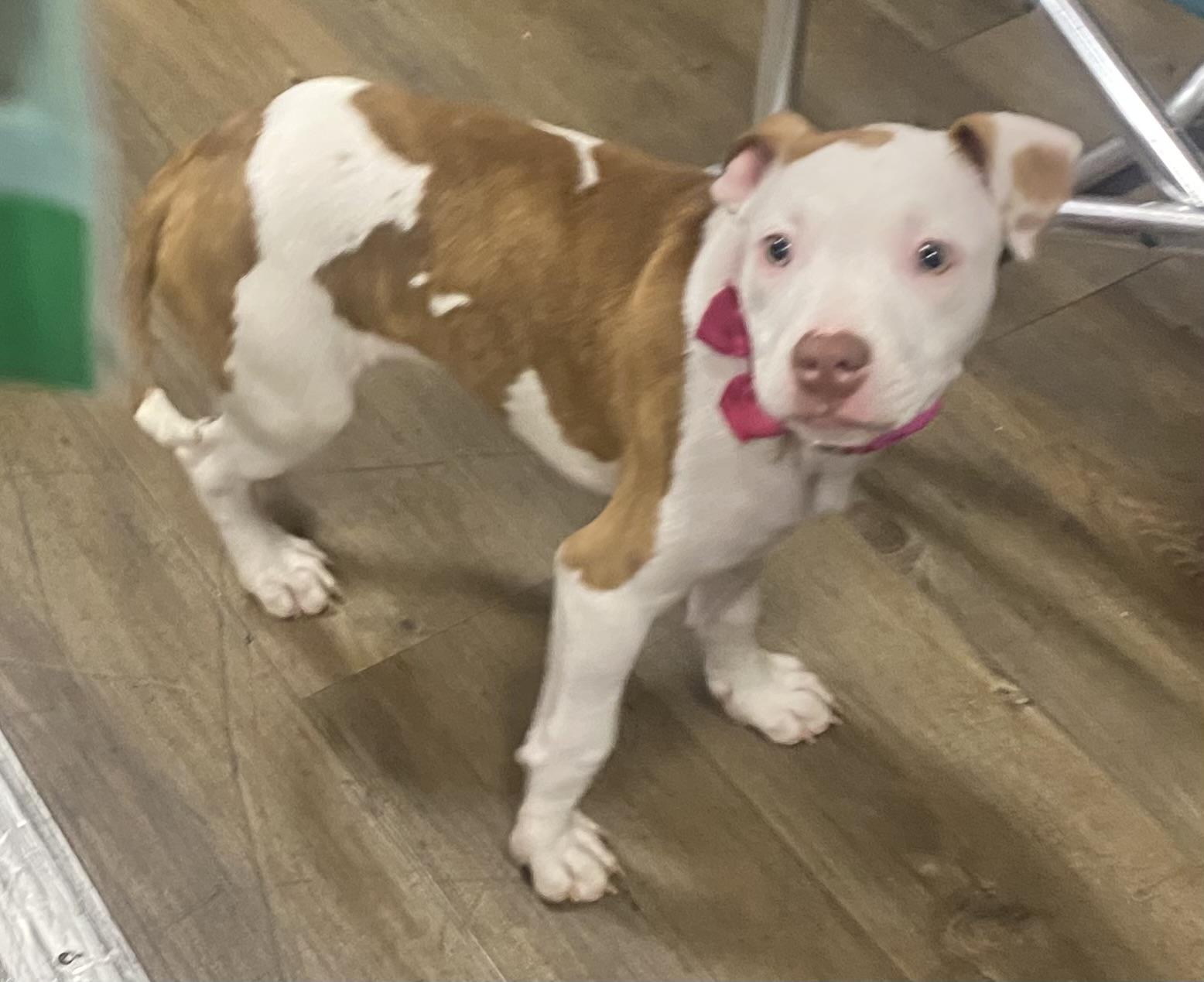 Athena, a ADOPTABLE American Bully in warrenville, SC image 4/4