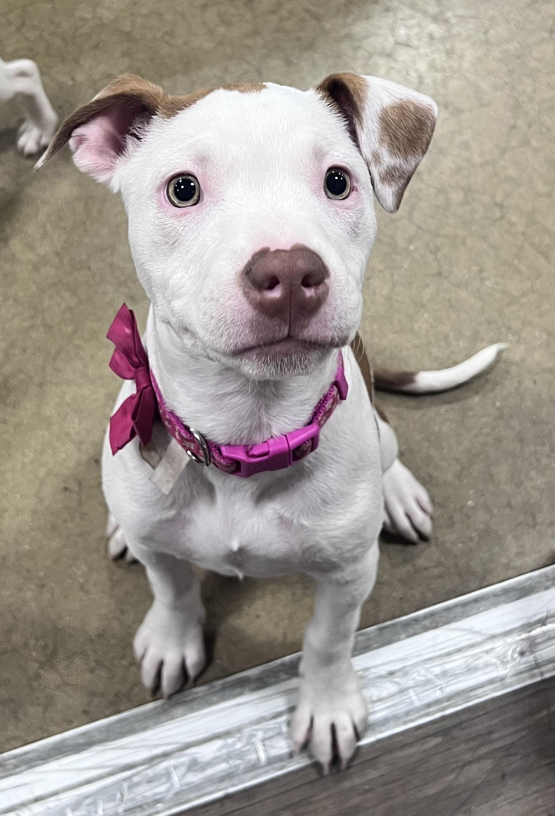 Athena, a ADOPTABLE American Bully in warrenville, SC image 2/4