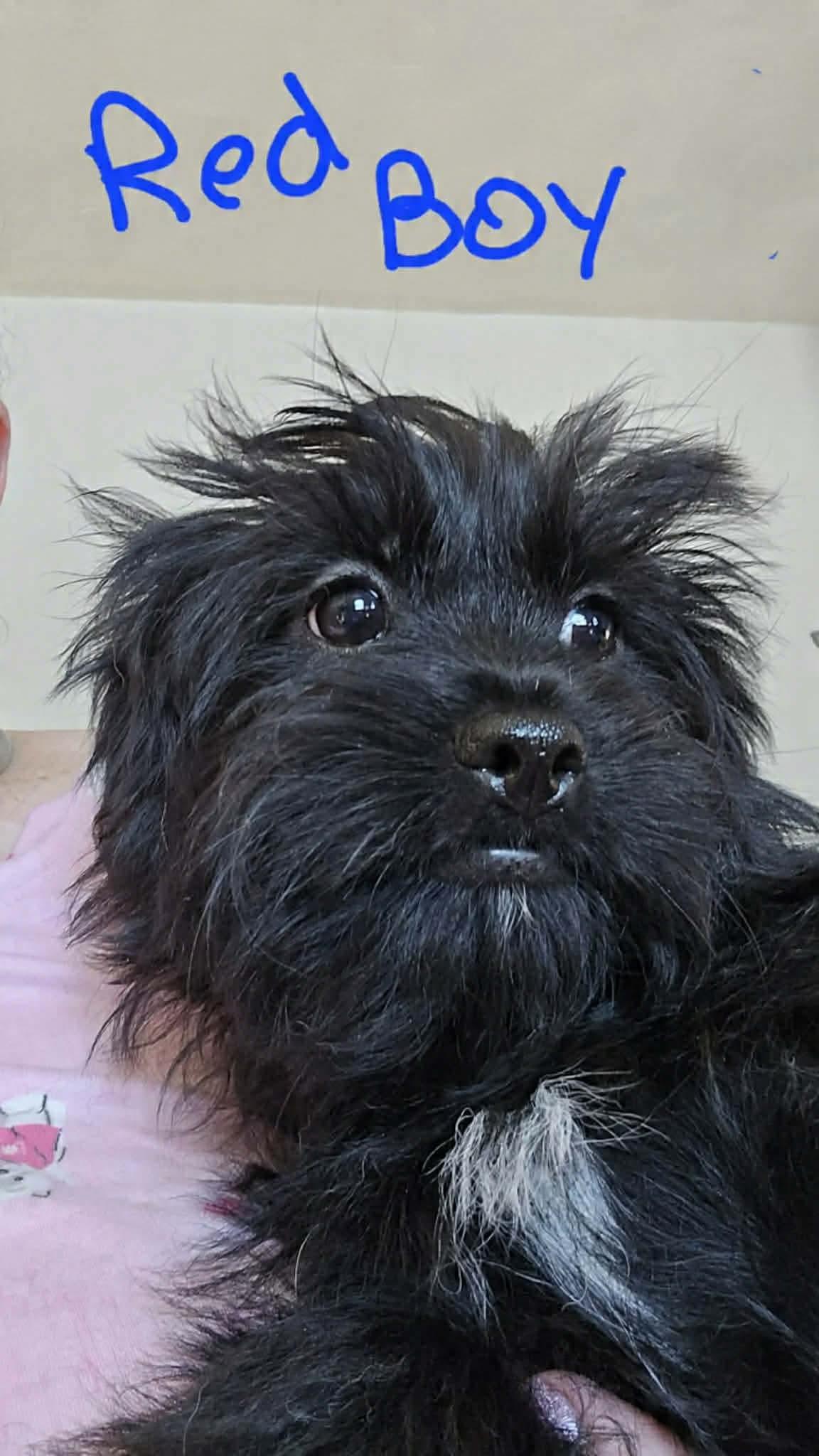 Red Boy, Adoptable, Puppy Male Cairn Terrier & Poodle.