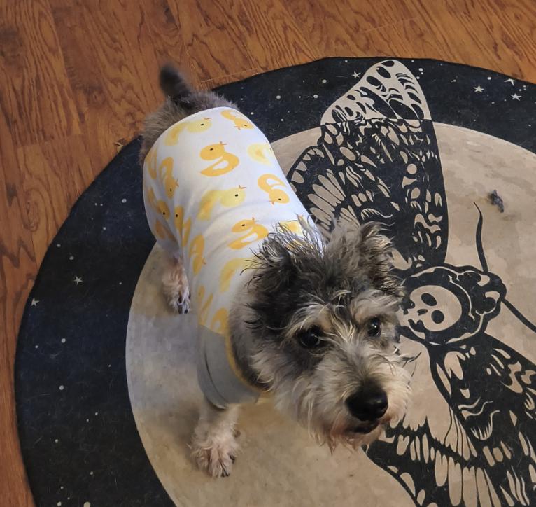 Enlarge Duke, a ADOPTABLE Miniature Schnauzer in Fort Worth, TX image 1/1