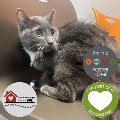 Charcoal, Adoptable, Senior Female Domestic Short Hair & Domestic Short Hair.