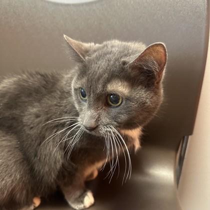 Enlarge Charcoal, a Adoptable mixed breed in Janesville, WI image 2/2