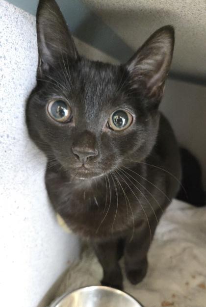 Peanut  I Am thumbnail 2