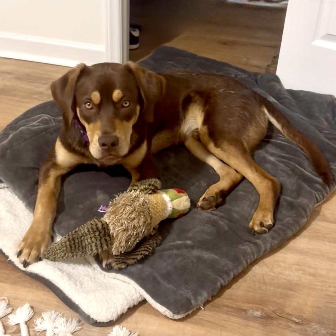 Enlarge Bertie, a ADOPTABLE mixed breed in Rock Hill, SC image 4/6