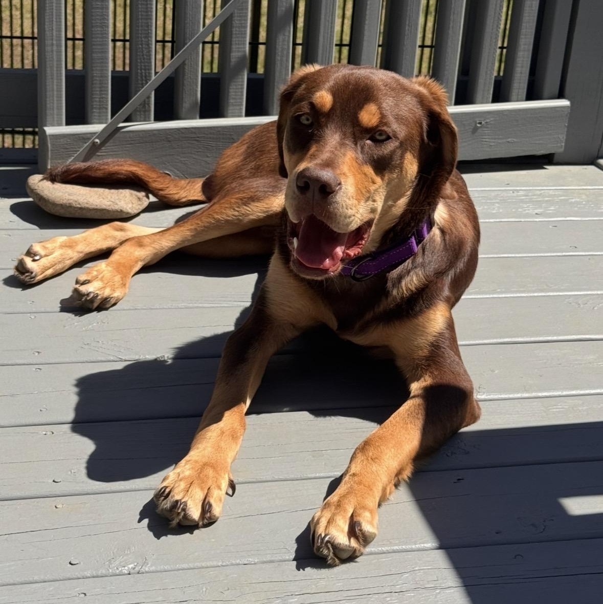 Enlarge Bertie, a ADOPTABLE mixed breed in Rock Hill, SC image 2/6