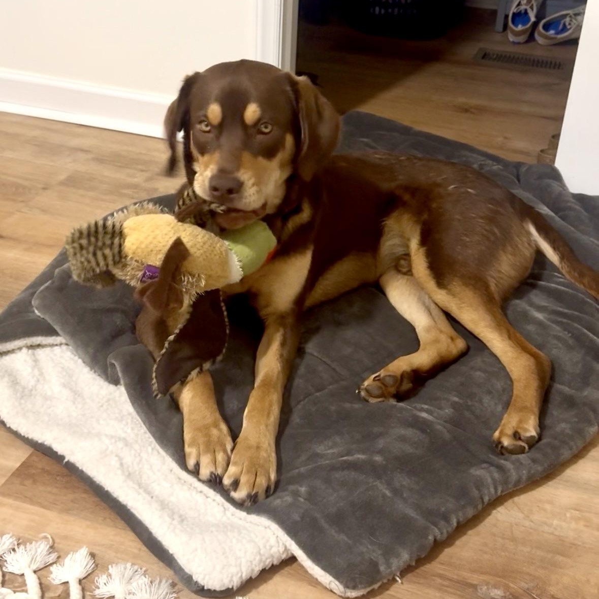 Enlarge Bertie, a ADOPTABLE mixed breed in Rock Hill, SC image 5/6