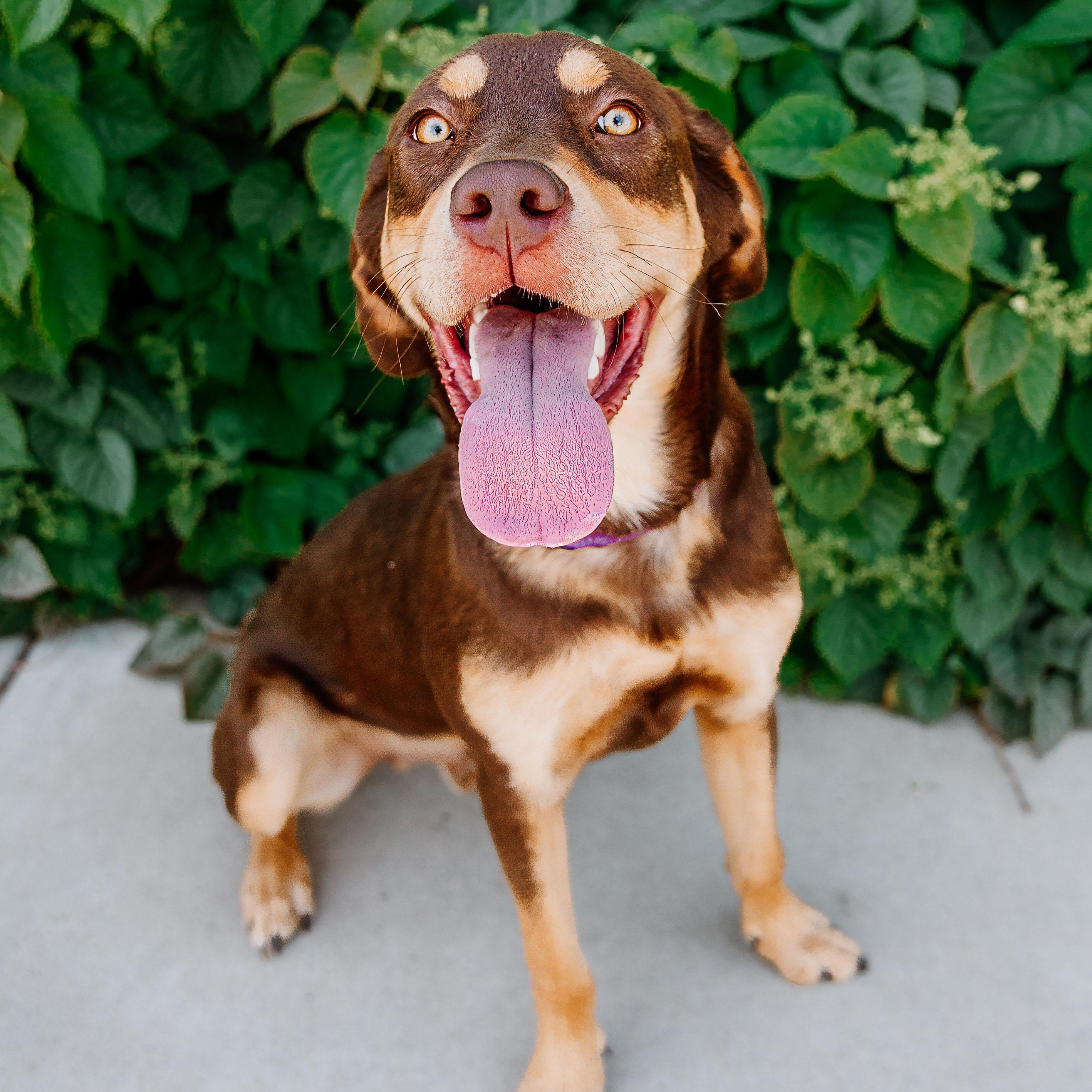 Enlarge Bertie, a ADOPTABLE mixed breed in Rock Hill, SC image 6/6