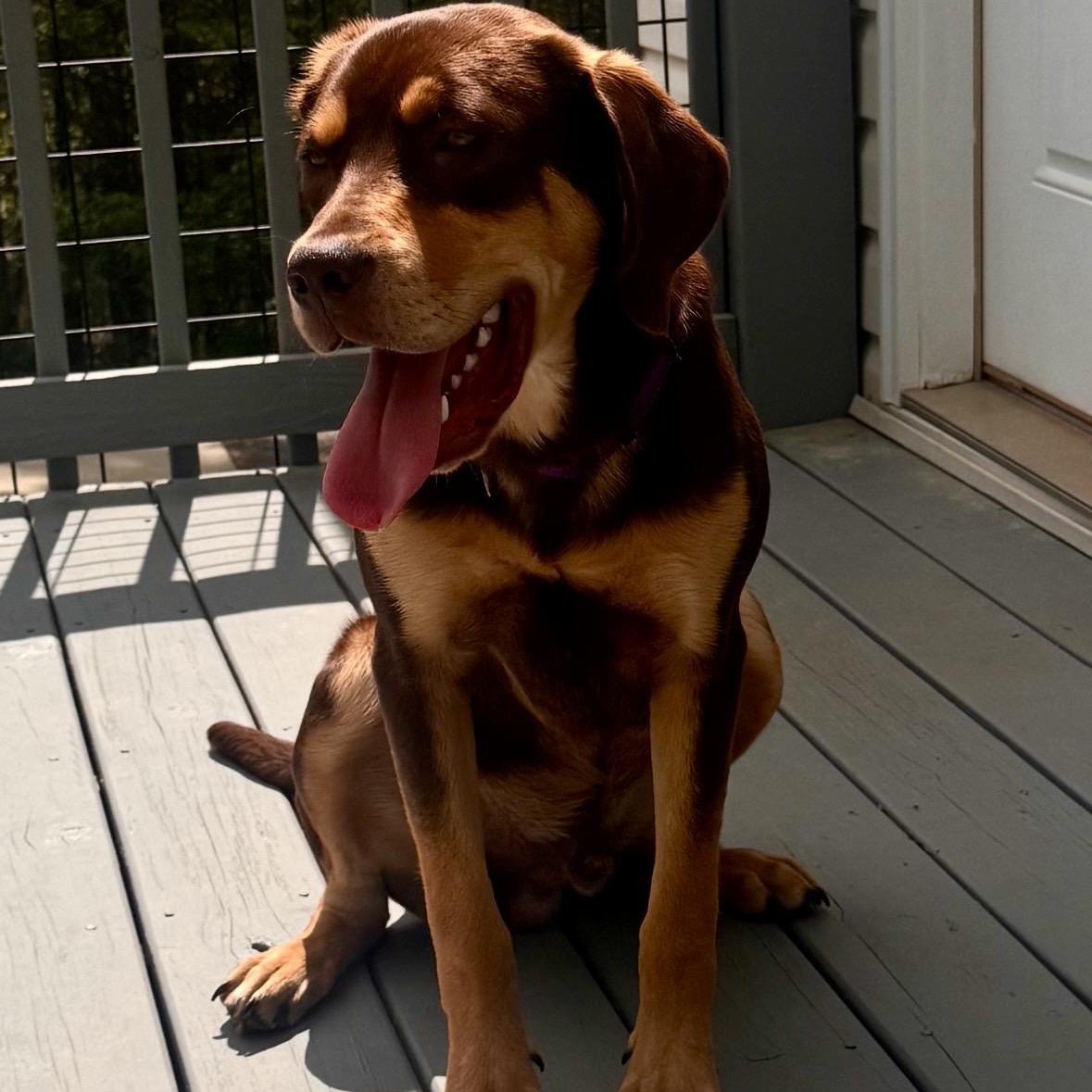 Enlarge Bertie, a ADOPTABLE mixed breed in Rock Hill, SC image 3/6