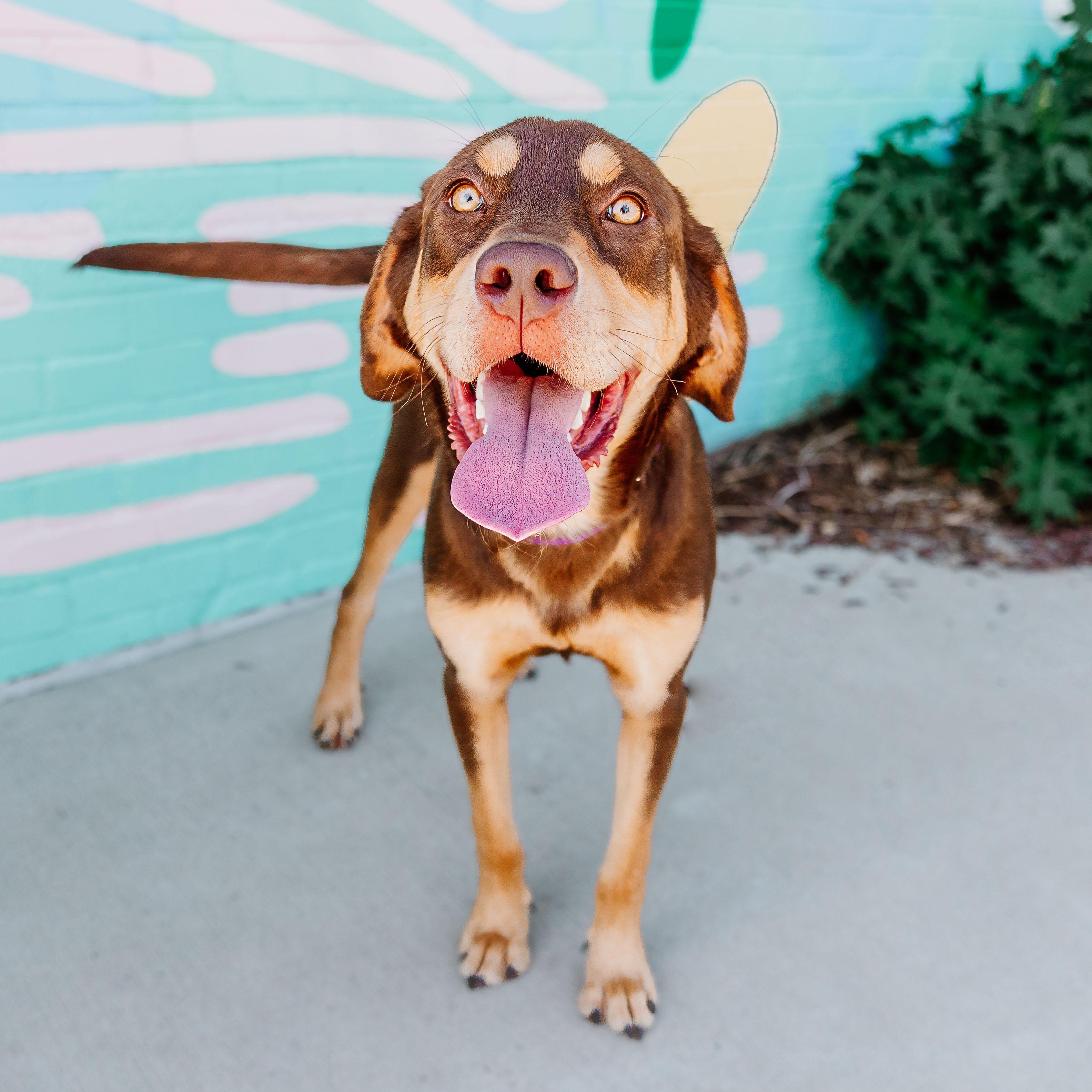 Enlarge Bertie, a ADOPTABLE mixed breed in Rock Hill, SC image 1/6