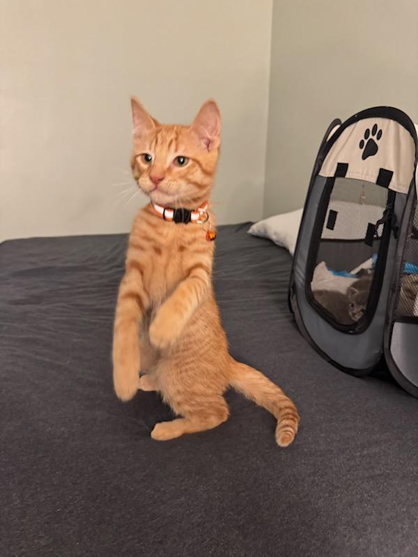 Enlarge Pablo, a Adopted Domestic Short Hair in Walled Lake, MI image 1/3