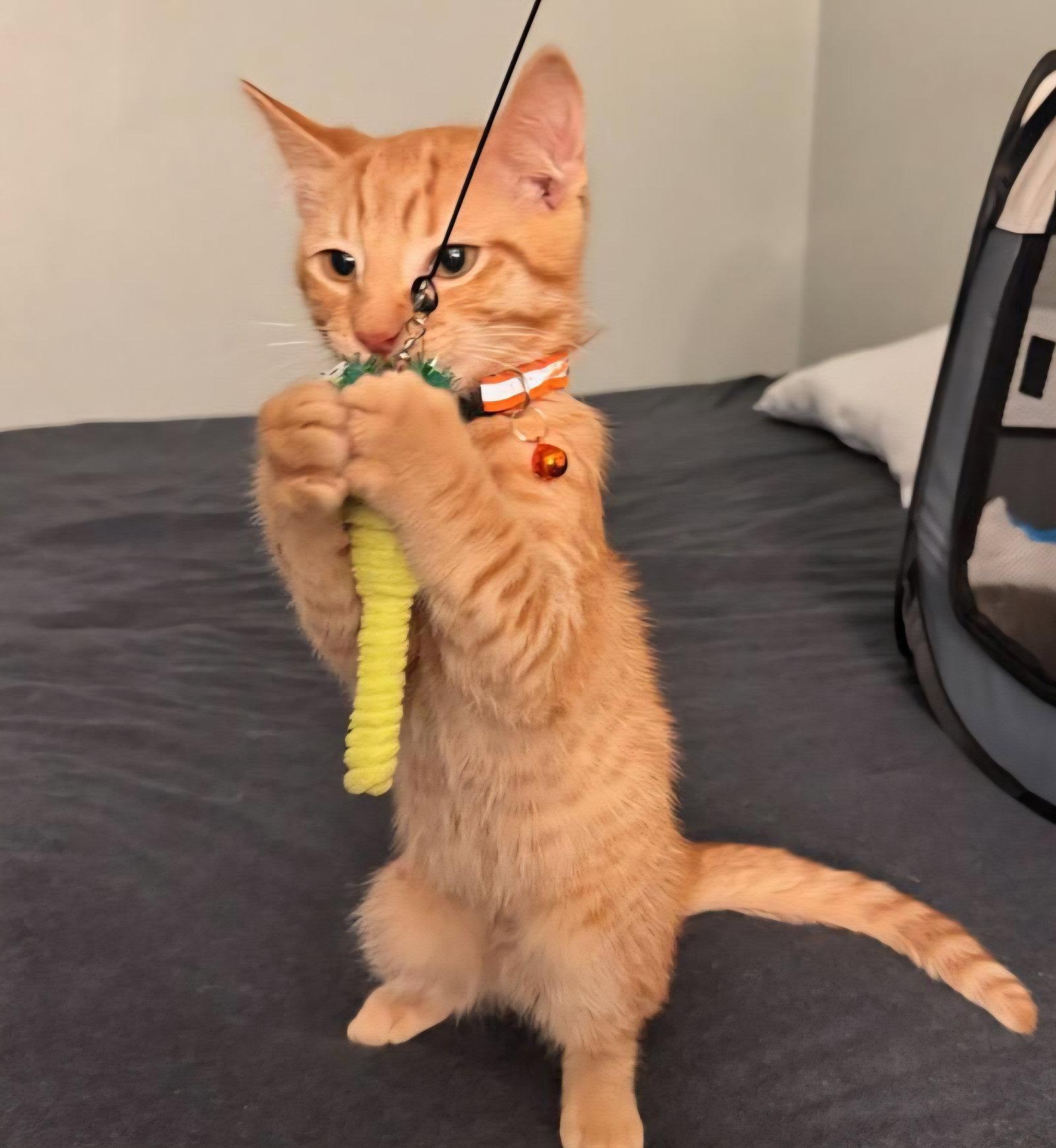 Enlarge Pablo, a Adopted Domestic Short Hair in Walled Lake, MI image 2/3