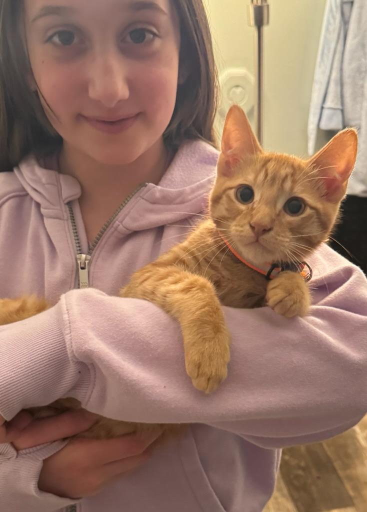 Enlarge Pablo, a Adopted Domestic Short Hair in Walled Lake, MI image 3/3