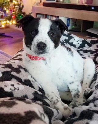 **BLITZEN**, Adoptable, Puppy Male Australian Cattle Dog / Blue Heeler & Australian Shepherd.