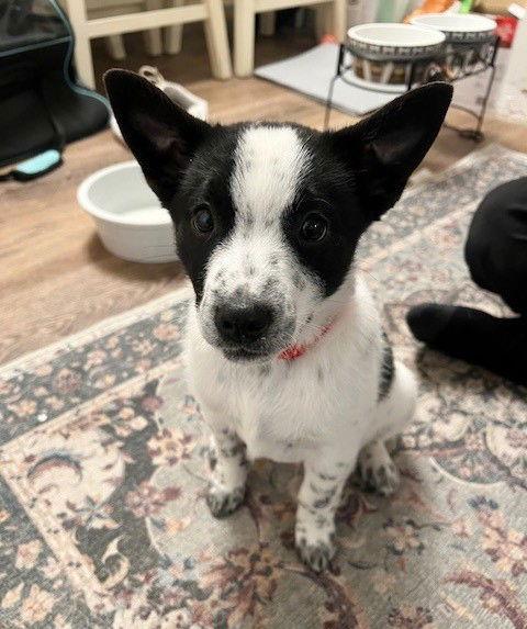 Enlarge **BLITZEN**, a Adoptable mixed breed in North Prairie, WI image 2/3