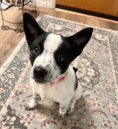 Enlarge **BLITZEN**, a Adoptable mixed breed in North Prairie, WI image 3/3