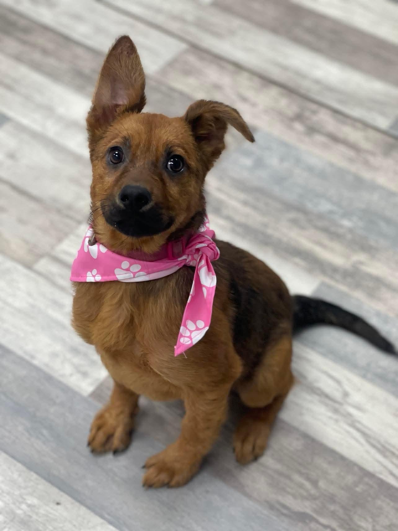 Elizabeth the sweet shepherd puppy, Adoptable, Puppy Female German Shepherd Dog & Australian Shepherd.