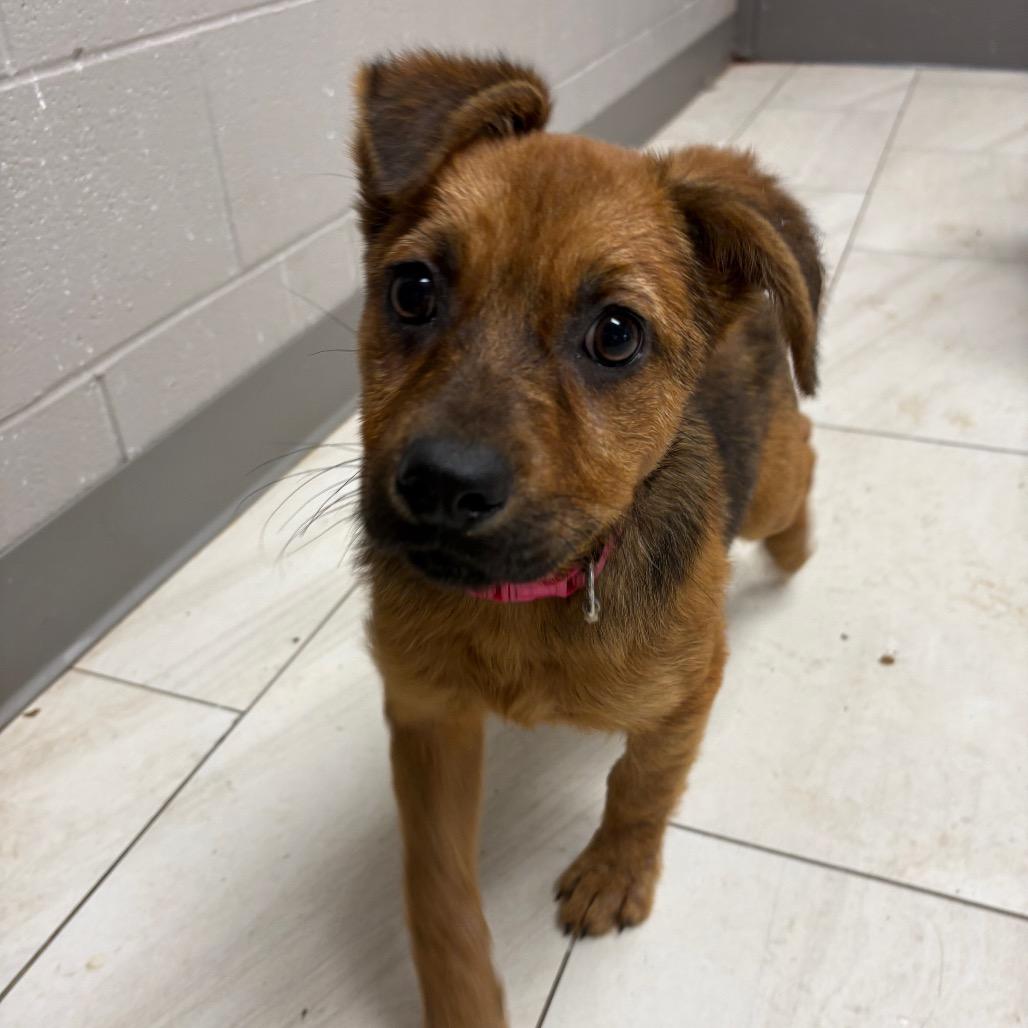 Elizabeth the sweet shepherd puppy, a Adoptable mixed breed in Muskego, WI image 2/2