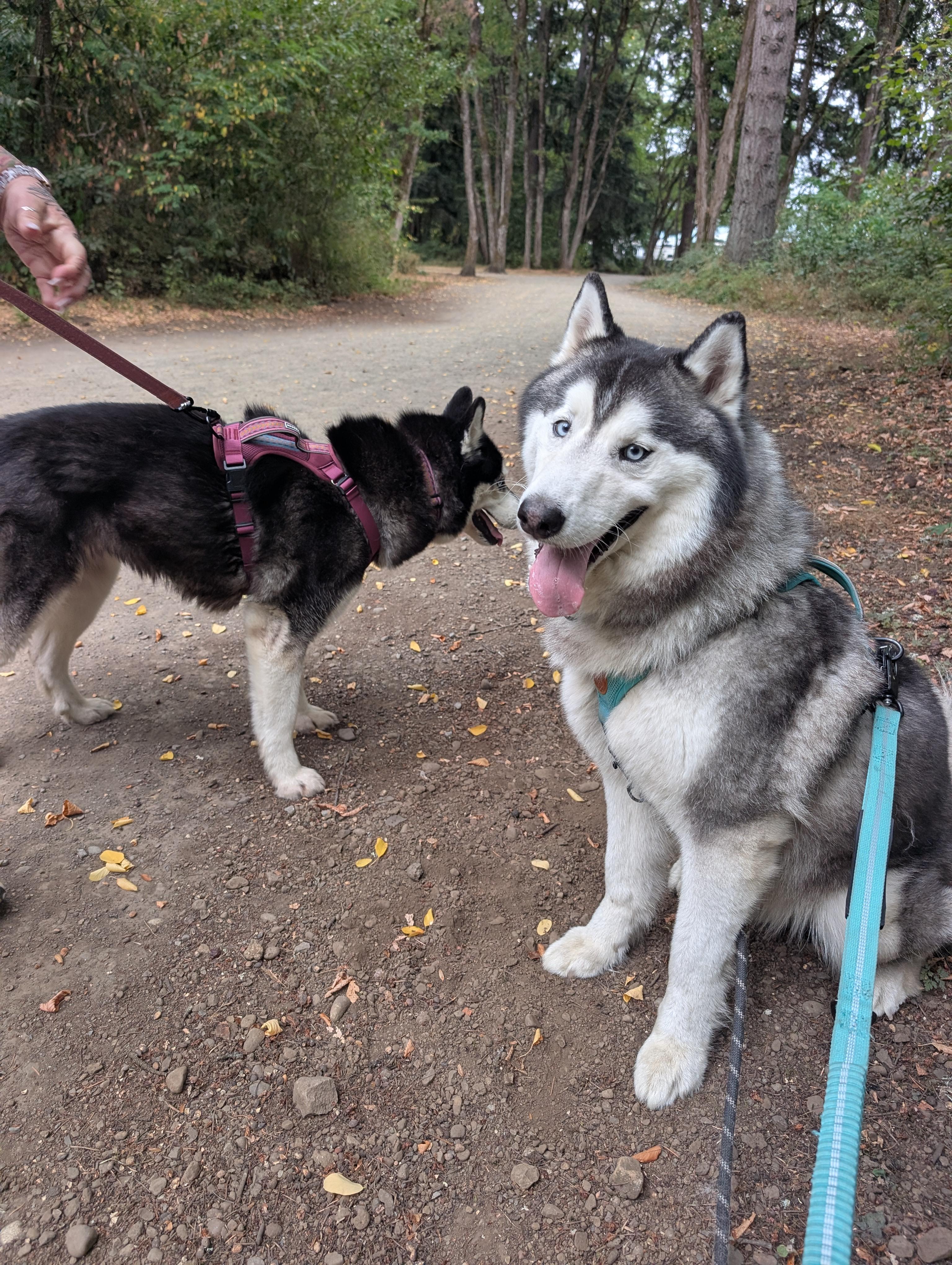 Enlarge Puff, a Adoptable Siberian Husky in Portland, OR image 6/6