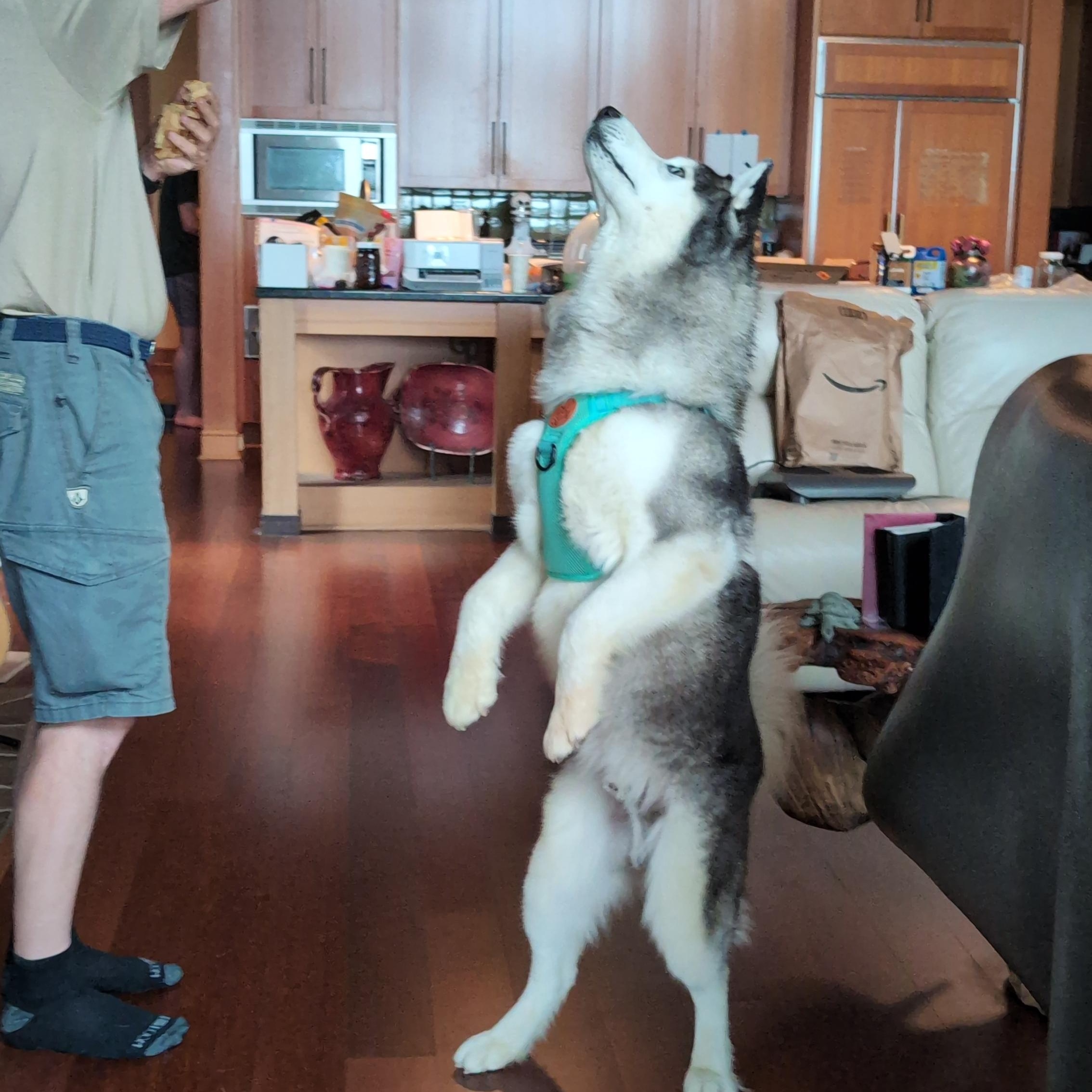 Enlarge Puff, a Adoptable Siberian Husky in Portland, OR image 2/6