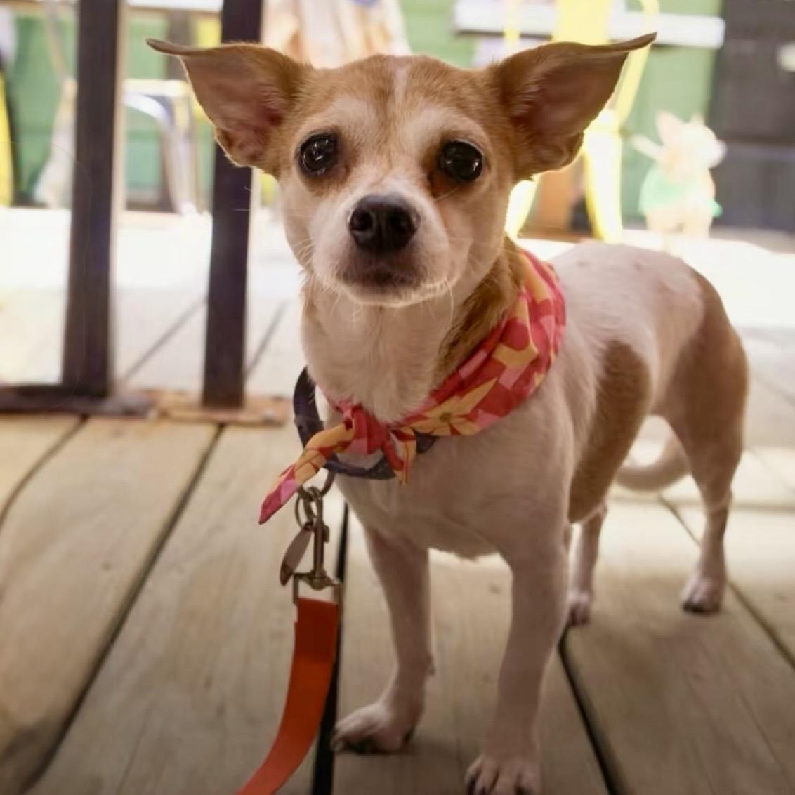 Chippy, Adoptable, Senior Male Jack Russell Terrier.