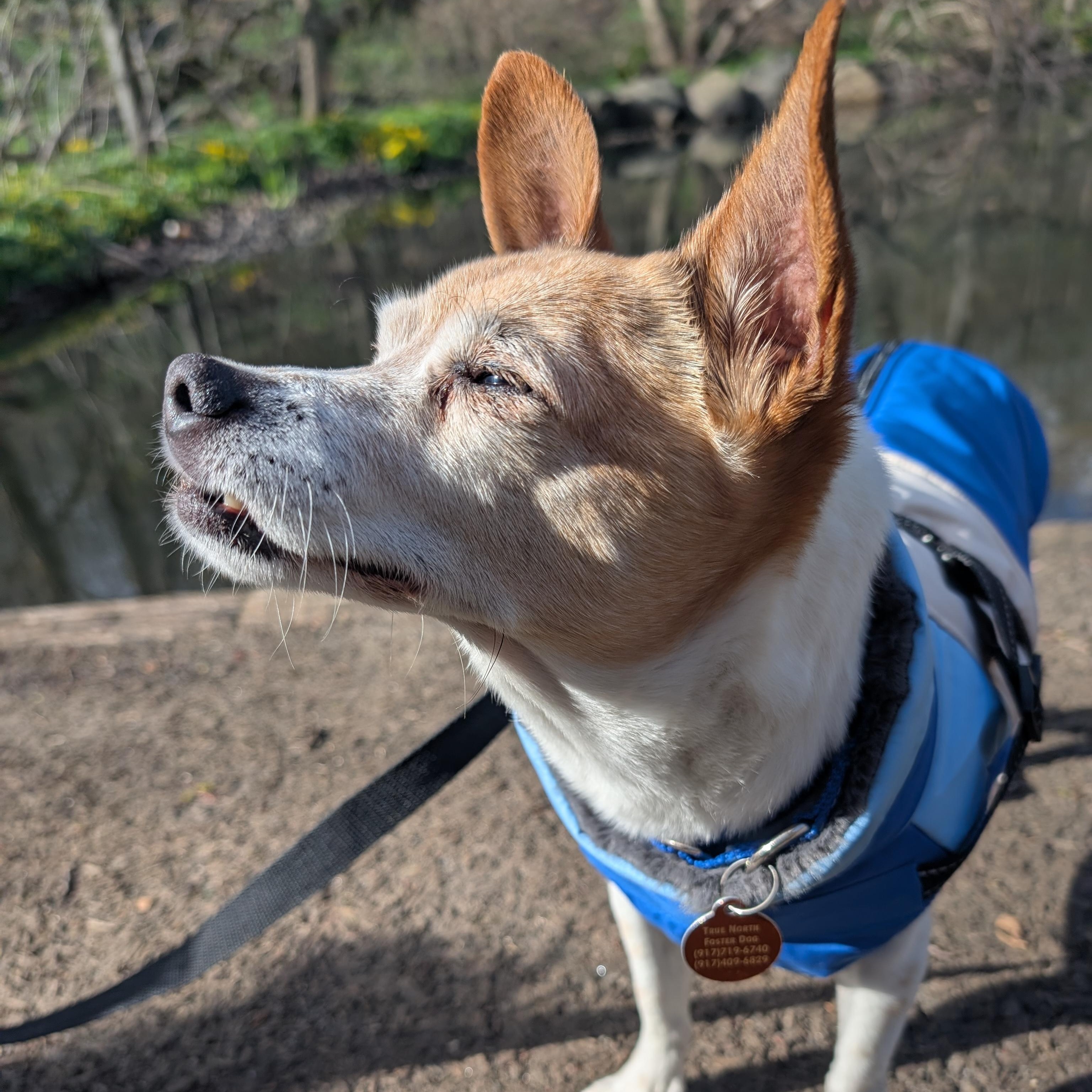 Chippy, a Adoptable mixed breed in Brooklyn, NY image 2/6