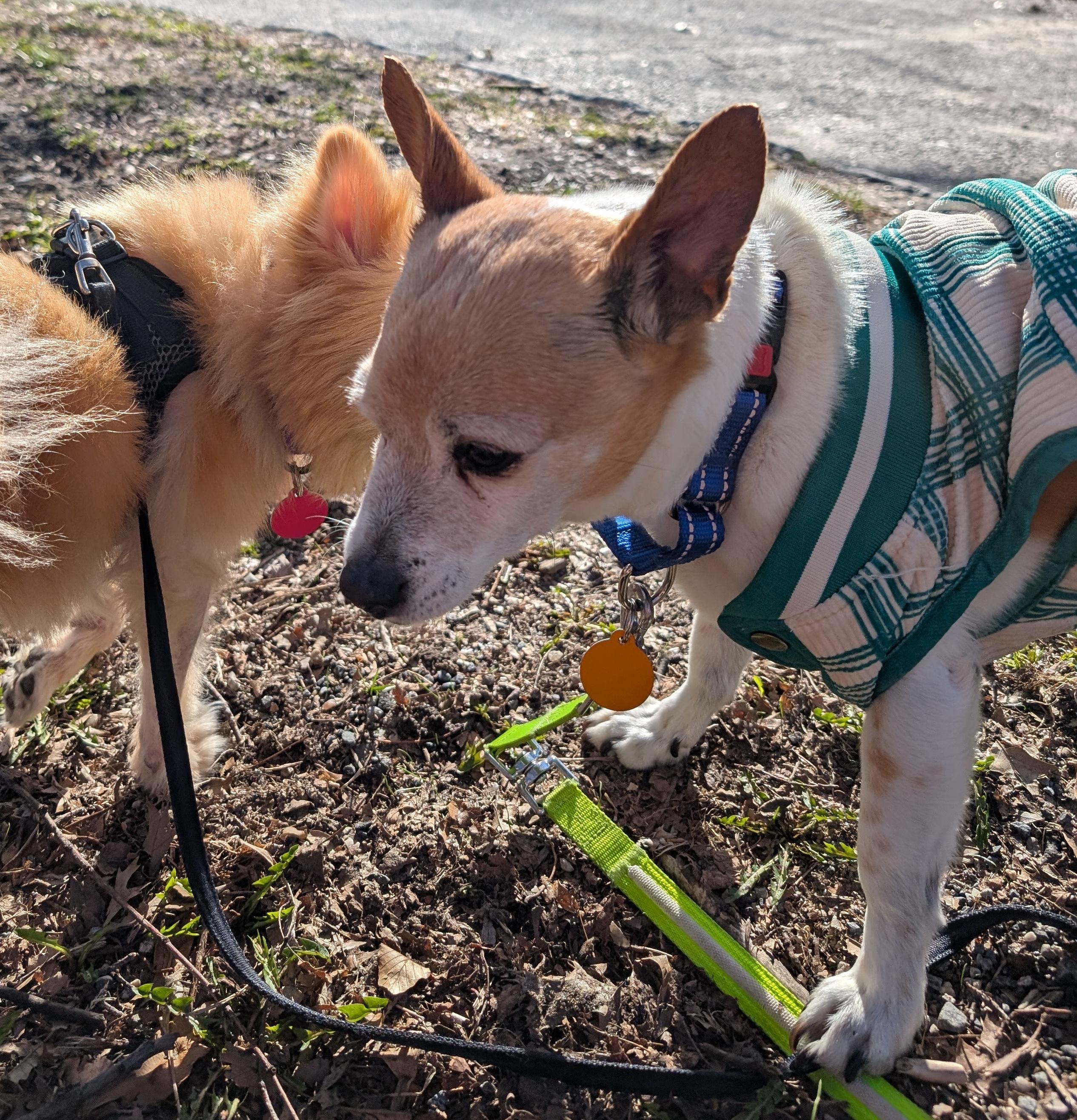 Chippy, a Adoptable mixed breed in Brooklyn, NY image 4/6