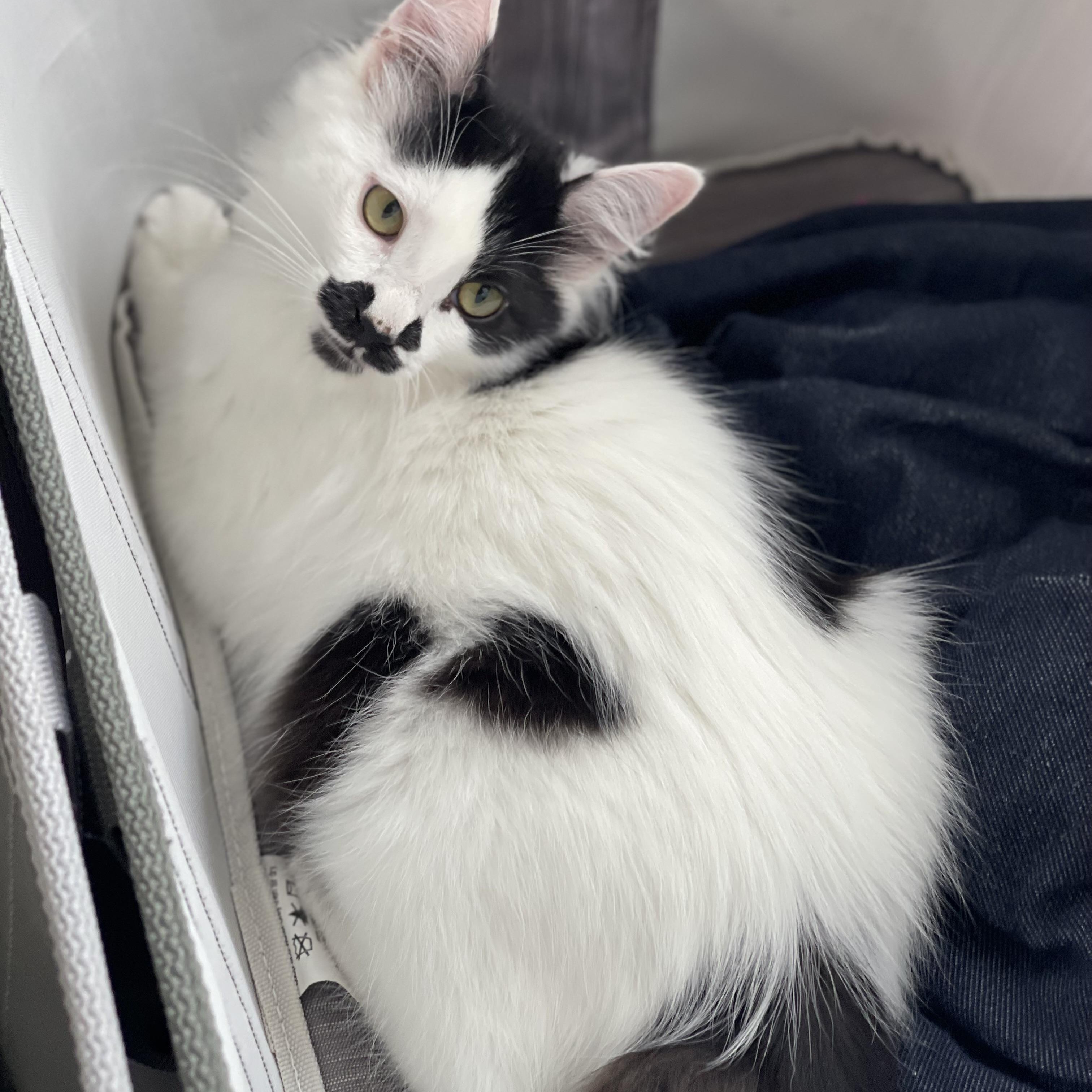 Enlarge Rhys, a ADOPTABLE Domestic Long Hair in Sammamish, WA image 4/5