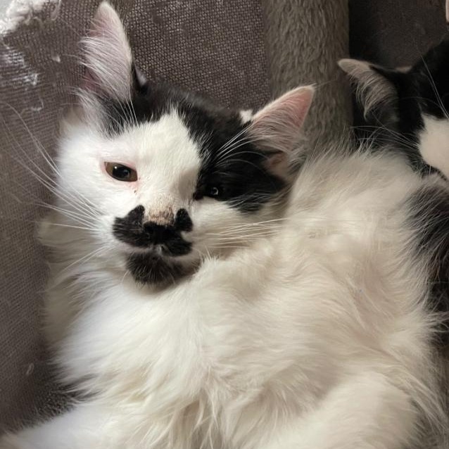 Rhys, ADOPTABLE, Kitten Male Domestic Long Hair.