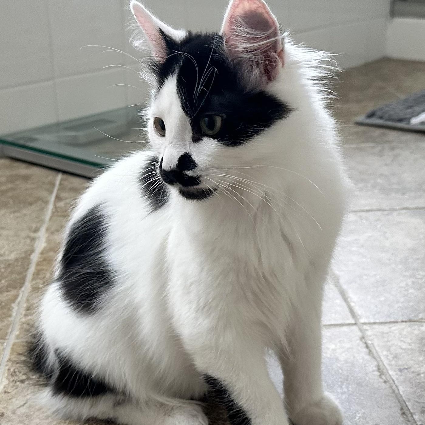 Enlarge Rhys, a ADOPTABLE Domestic Long Hair in Sammamish, WA image 2/5