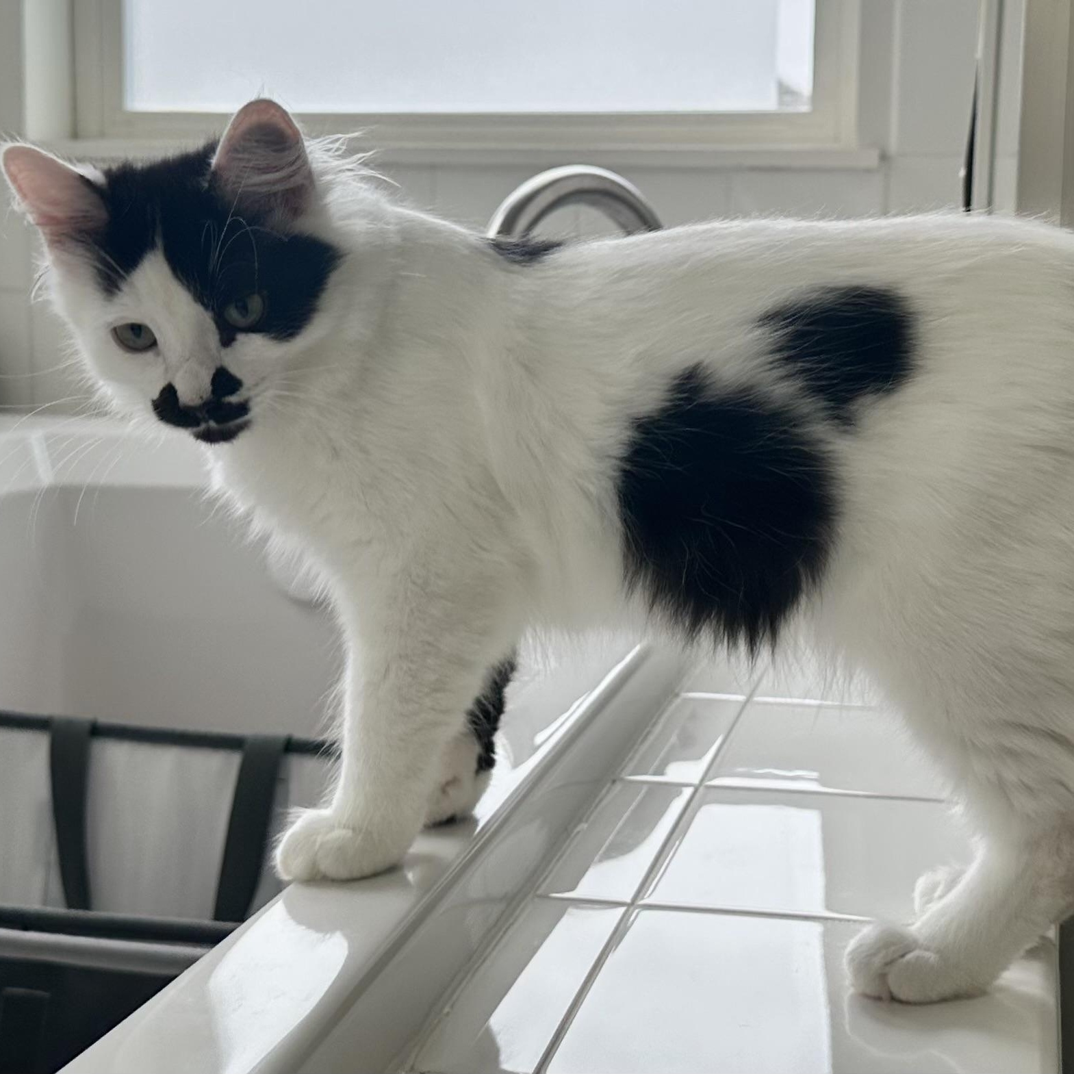 Enlarge Rhys, a ADOPTABLE Domestic Long Hair in Sammamish, WA image 5/5