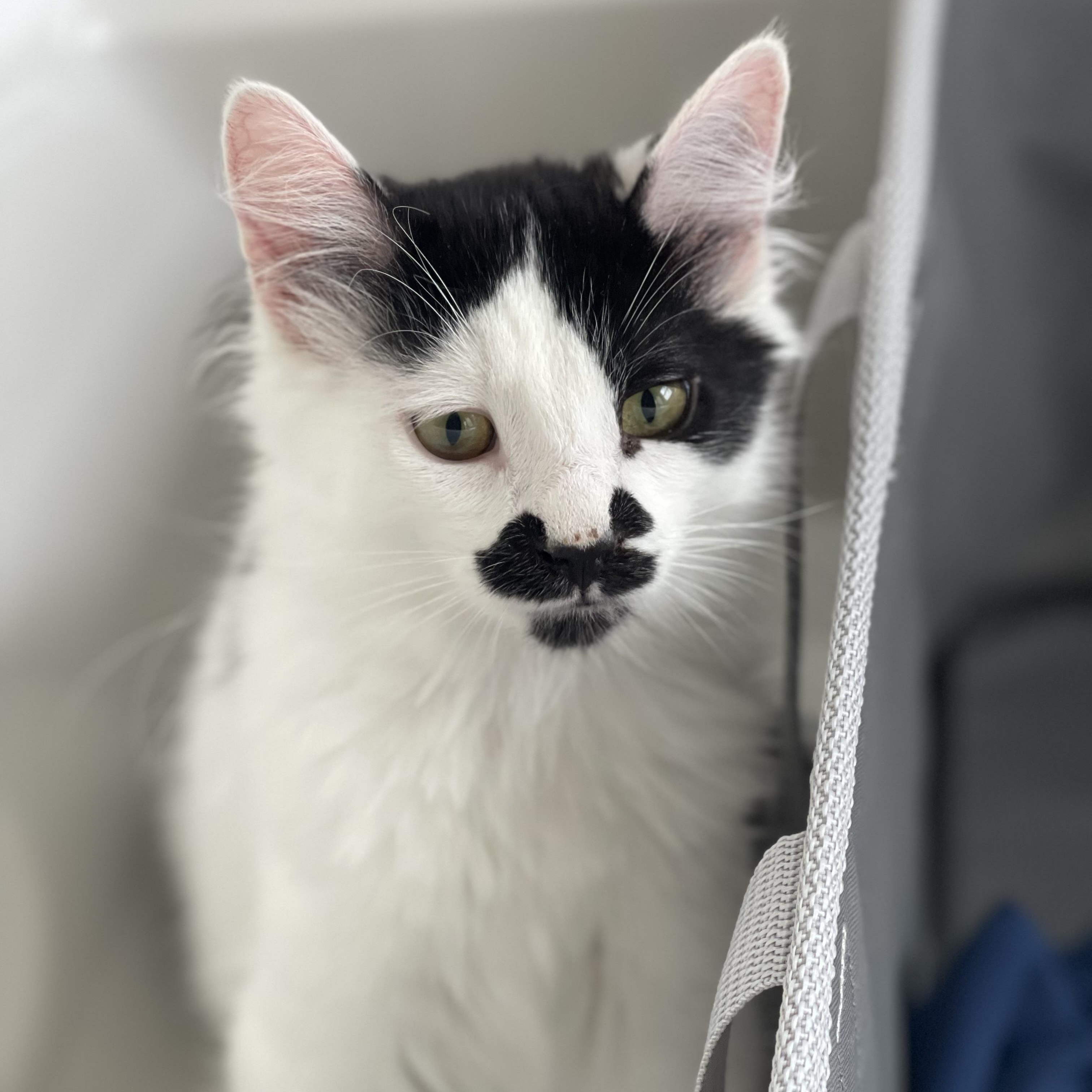 Enlarge Rhys, a ADOPTABLE Domestic Long Hair in Sammamish, WA image 3/5