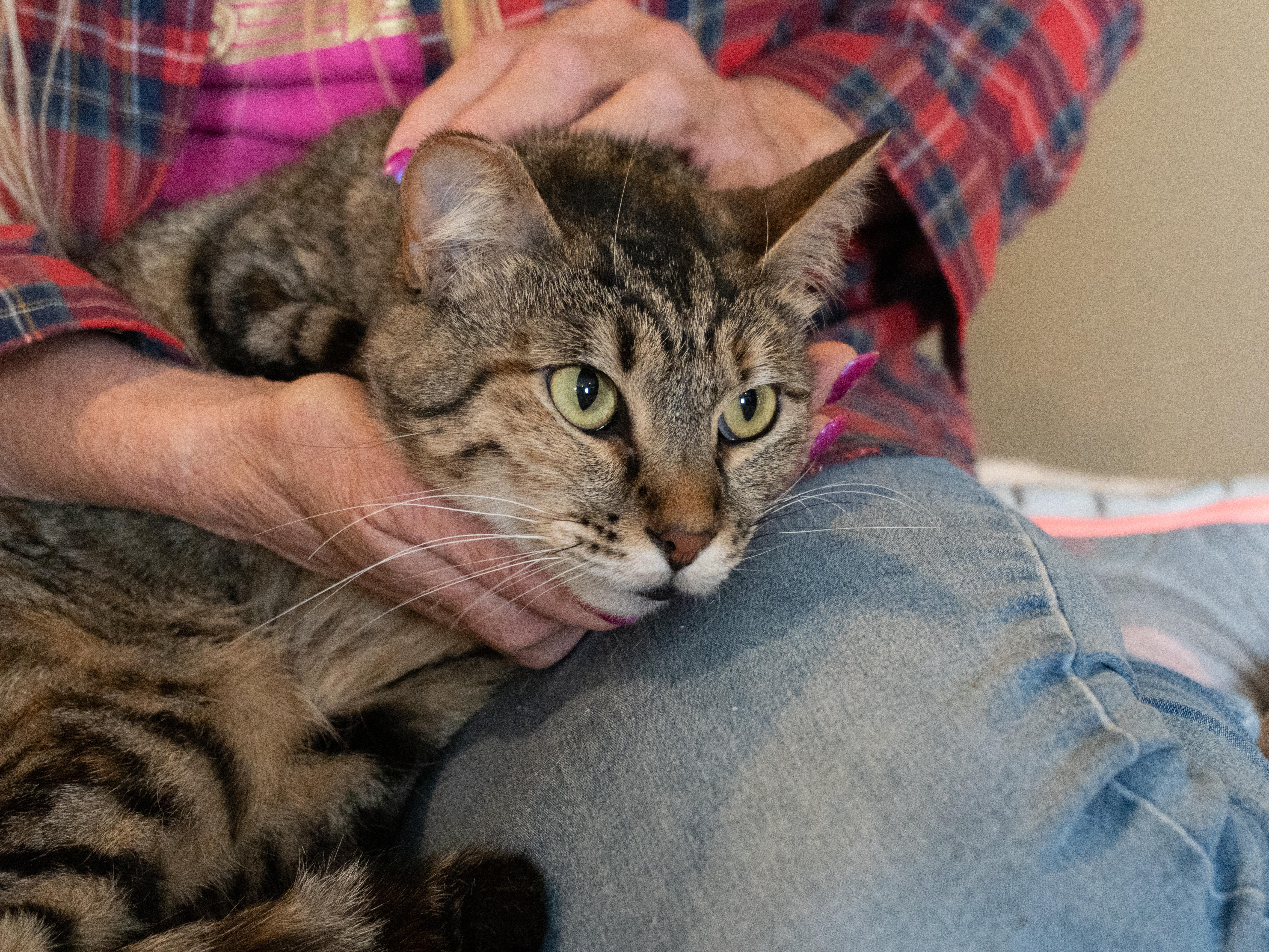 Abby, an adoptable Domestic Medium Hair in Selah, WA, 98942 | Photo Image 2