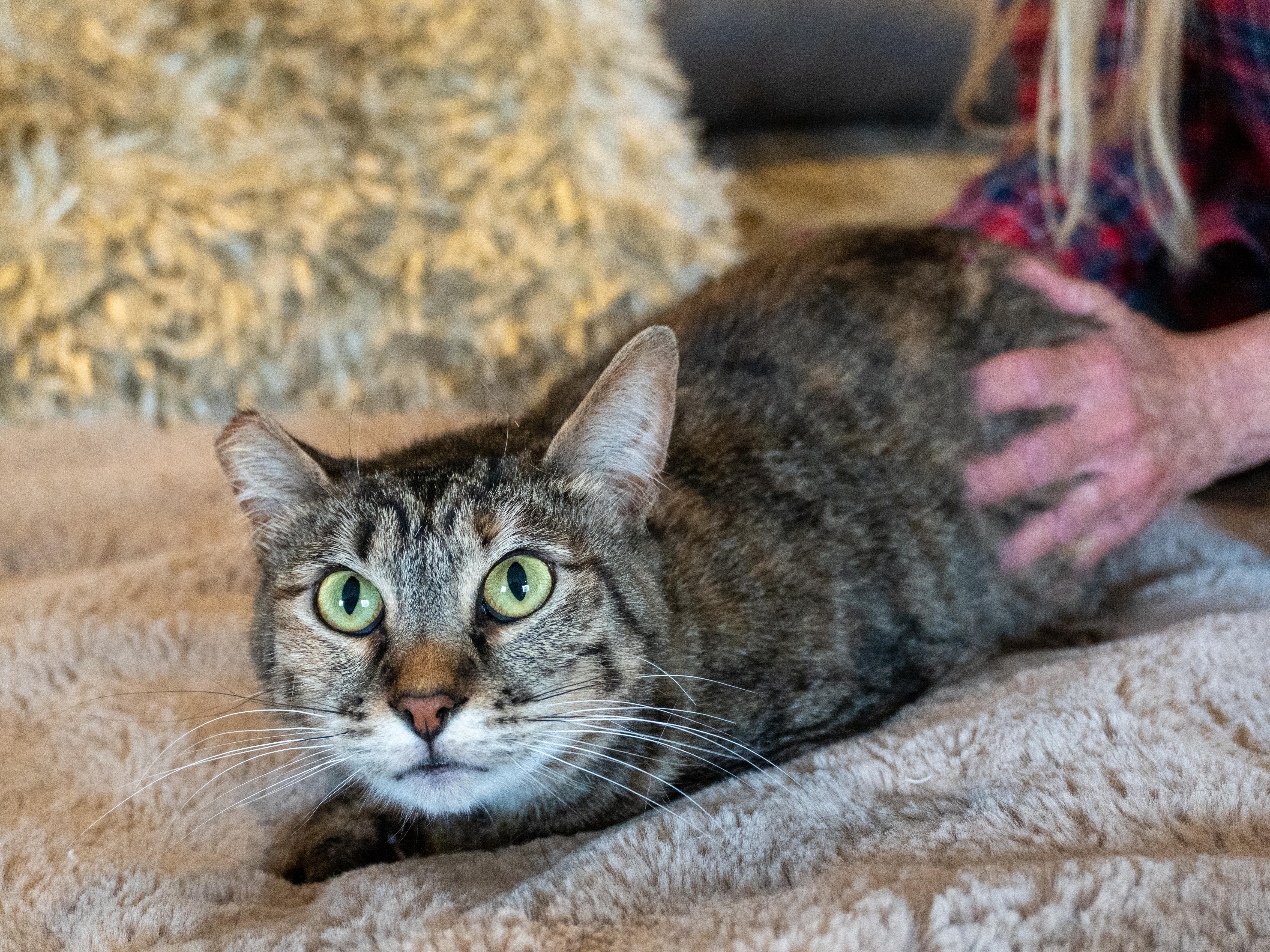 Enlarge Abby, a Adoptable Domestic Medium Hair in Selah, WA image 2/5