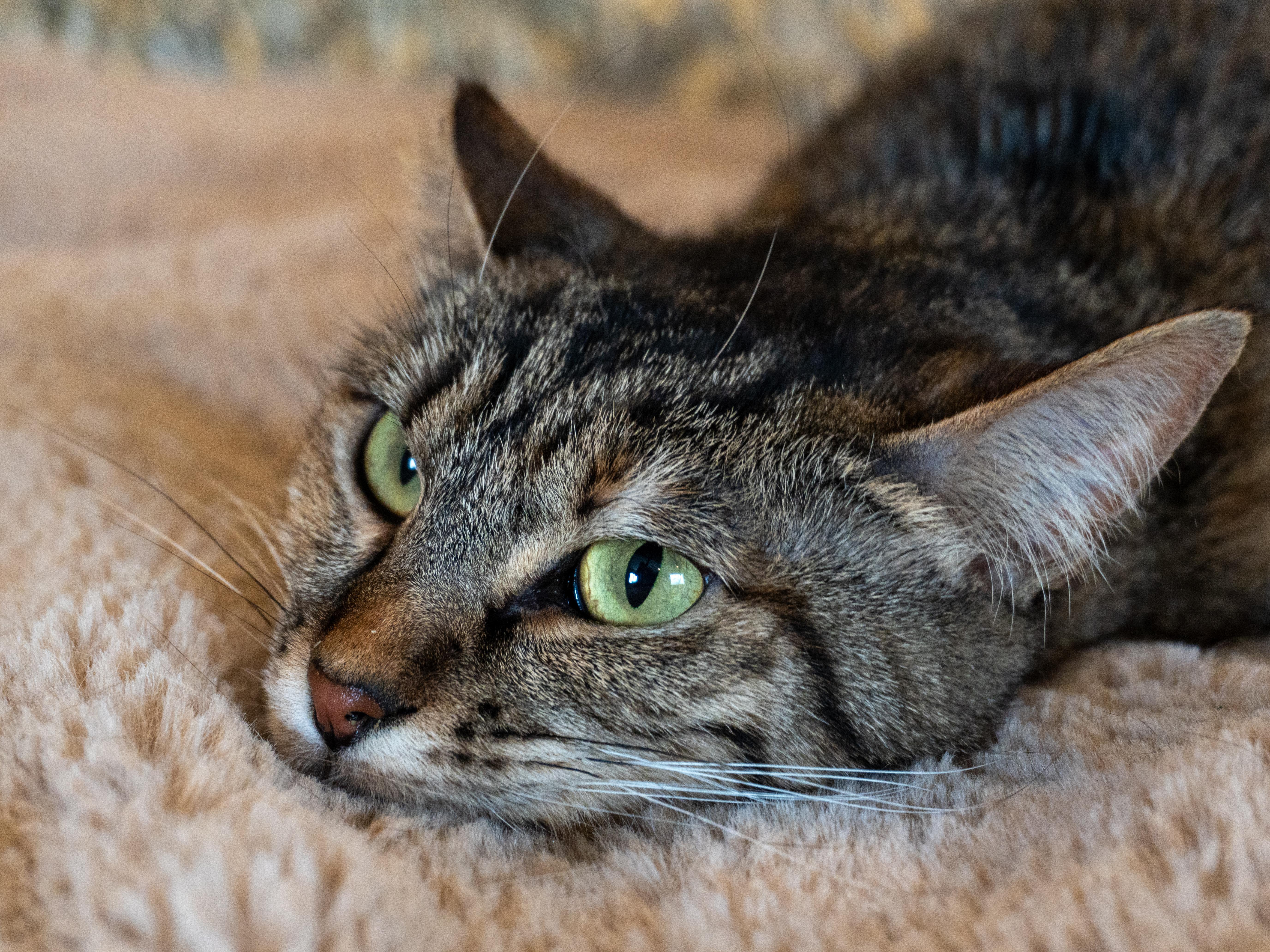Abby, an adoptable Domestic Medium Hair in Selah, WA, 98942 | Photo Image 3