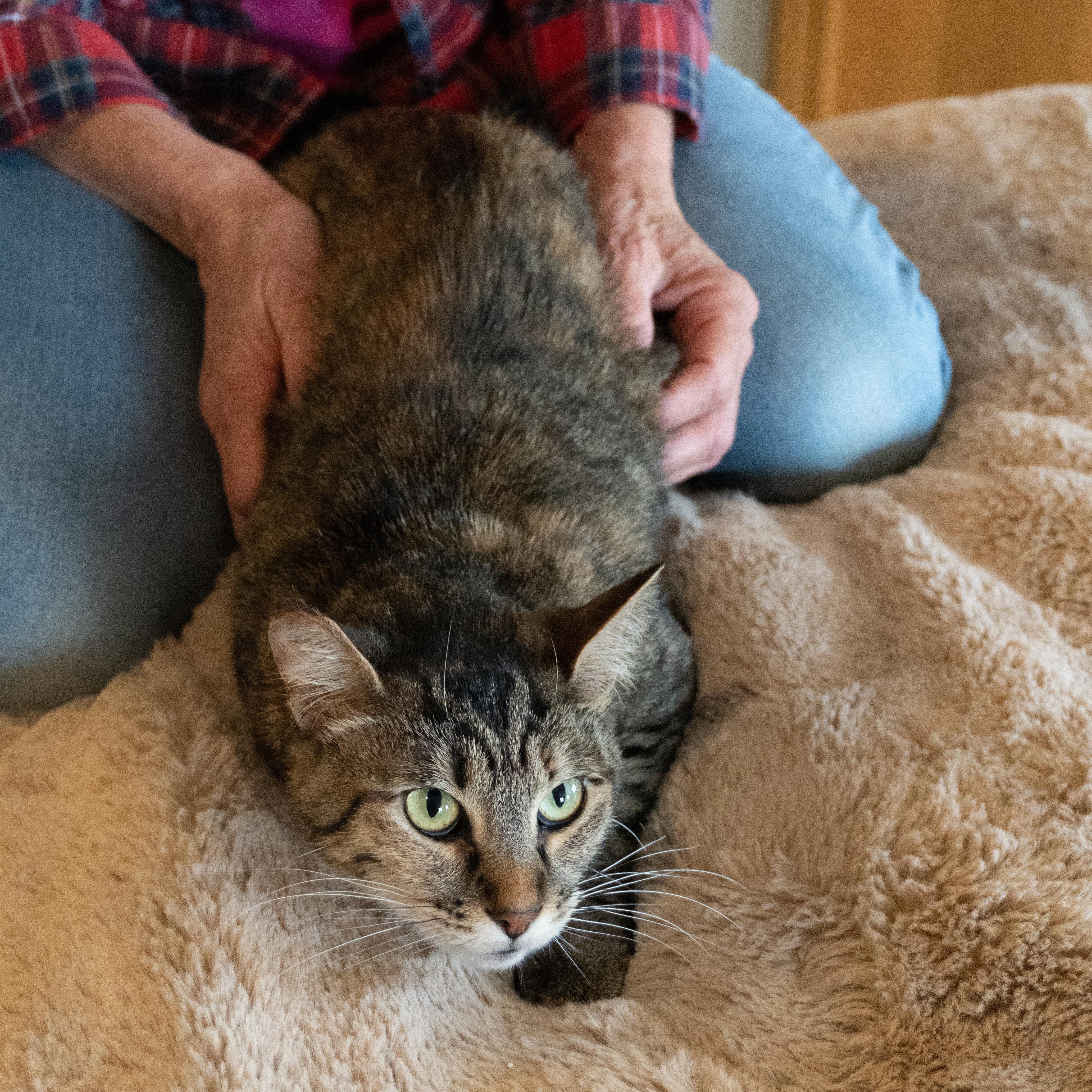 Abby, an adoptable Domestic Medium Hair in Selah, WA, 98942 | Photo Image 5