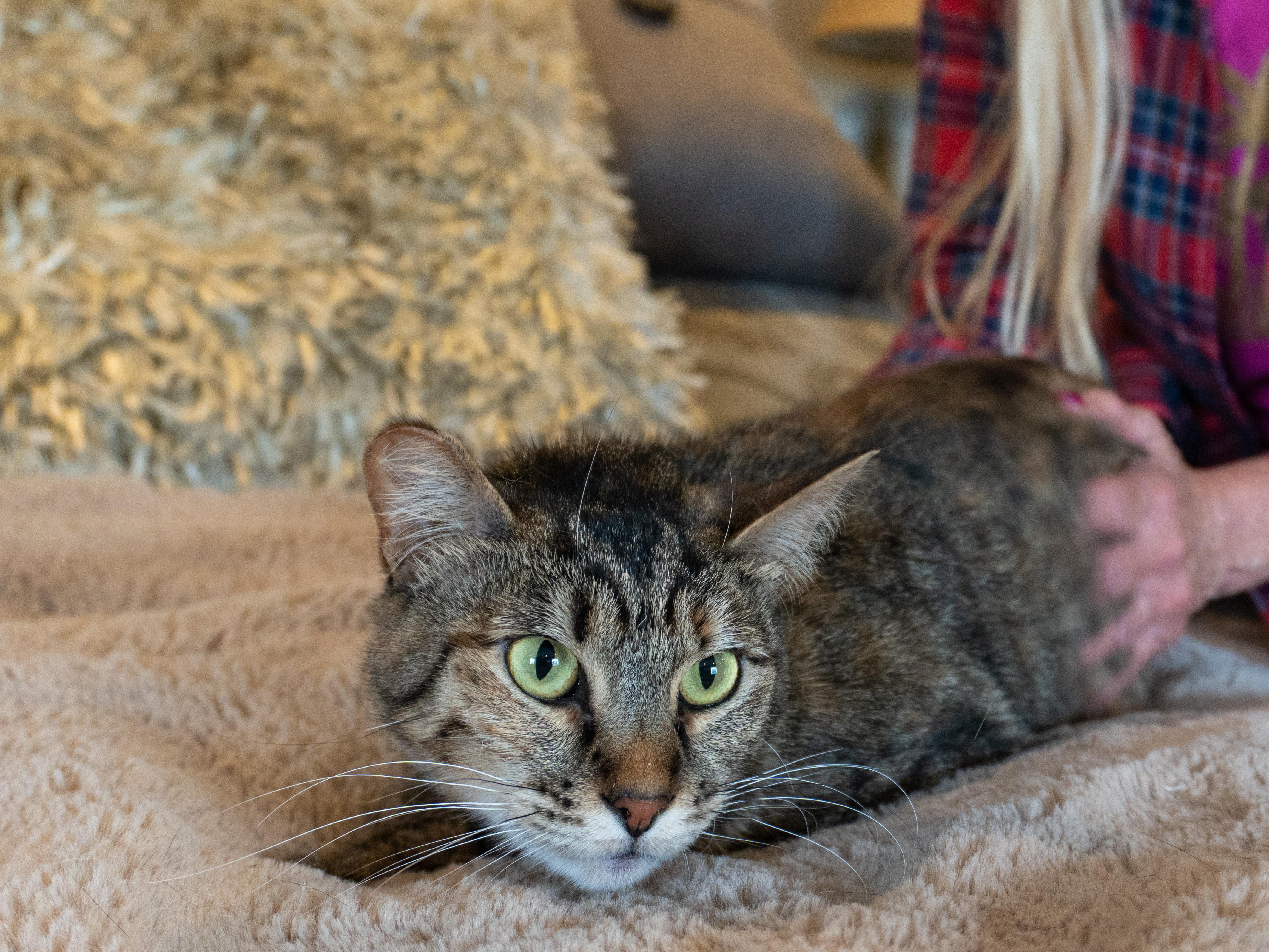 Enlarge Abby, a Adoptable Domestic Medium Hair in Selah, WA image 1/5