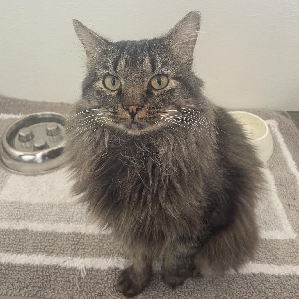 Bobby, Adoptable, Adult Male Domestic Medium Hair.