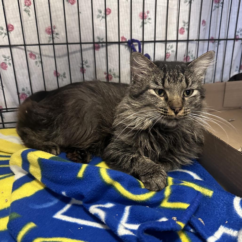 Bobby, Adoptable, Adult Male Domestic Medium Hair.